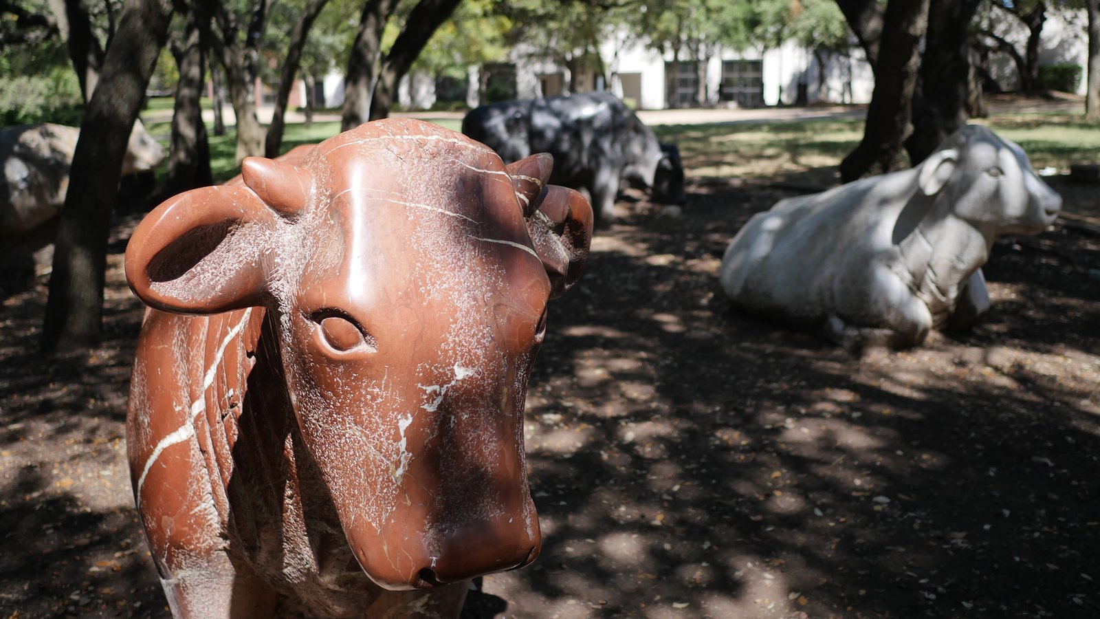 CR-007. Arboretum Cows, Austin TX – GalleryMonthly